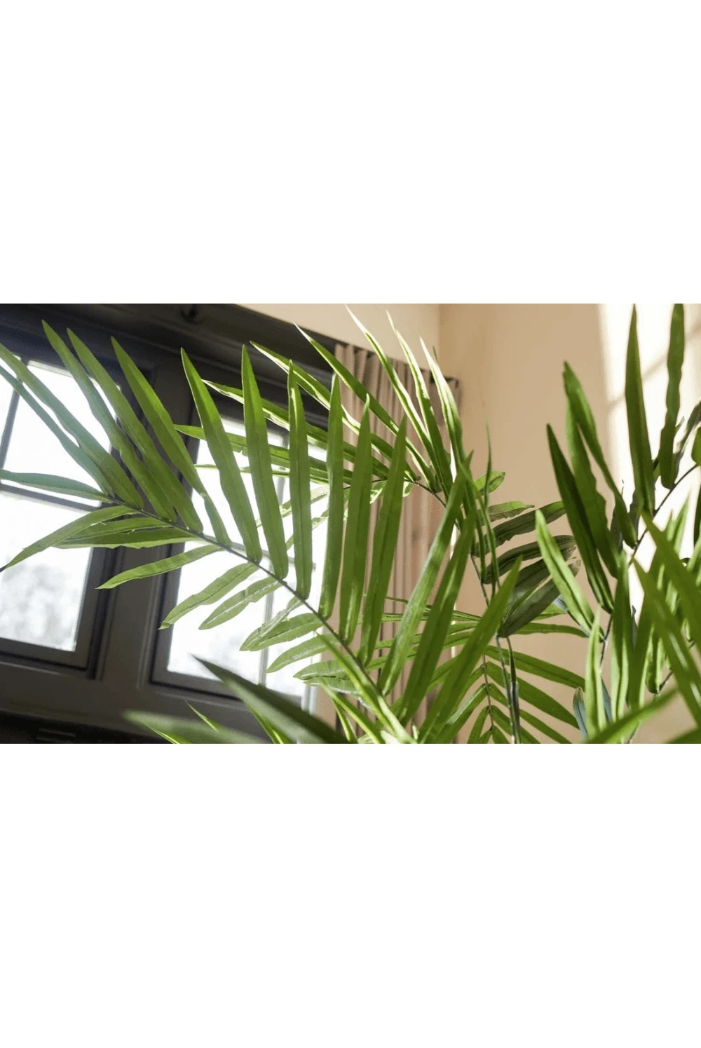 Artificial Kentia Palm 150cm - 270cm 4 Artificial Kentia Palm 150cm - 270cm - Image 2