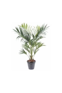 Artificial Kentia Palm Type C (Royal)