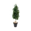Artificial Laurel Tower Luxe -Artificial Plant Shop the artificial plants shop artificial laurel tower luxe p89 224 image