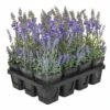 Artificial Lavender Potted Plants - Tray Of 12 -Artificial Plant Shop the artificial plants shop artificial lavender potted plants tray of 12 p582 1421 image