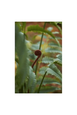 Artificial Leather Fern Tree 2 Size Options -Artificial Plant Shop the artificial plants shop artificial leather fern tree 2 size options p908 2226 image