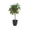 Artificial Lemon Head Tree -Artificial Plant Shop the artificial plants shop artificial lemon head tree p95 237 image
