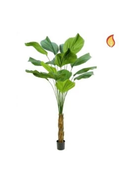 Artificial Licuala Grandis IFR