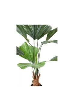 Artificial Licuala Grandis Palm -Artificial Plant Shop the artificial plants shop artificial licuala grandis palm p99 248 image