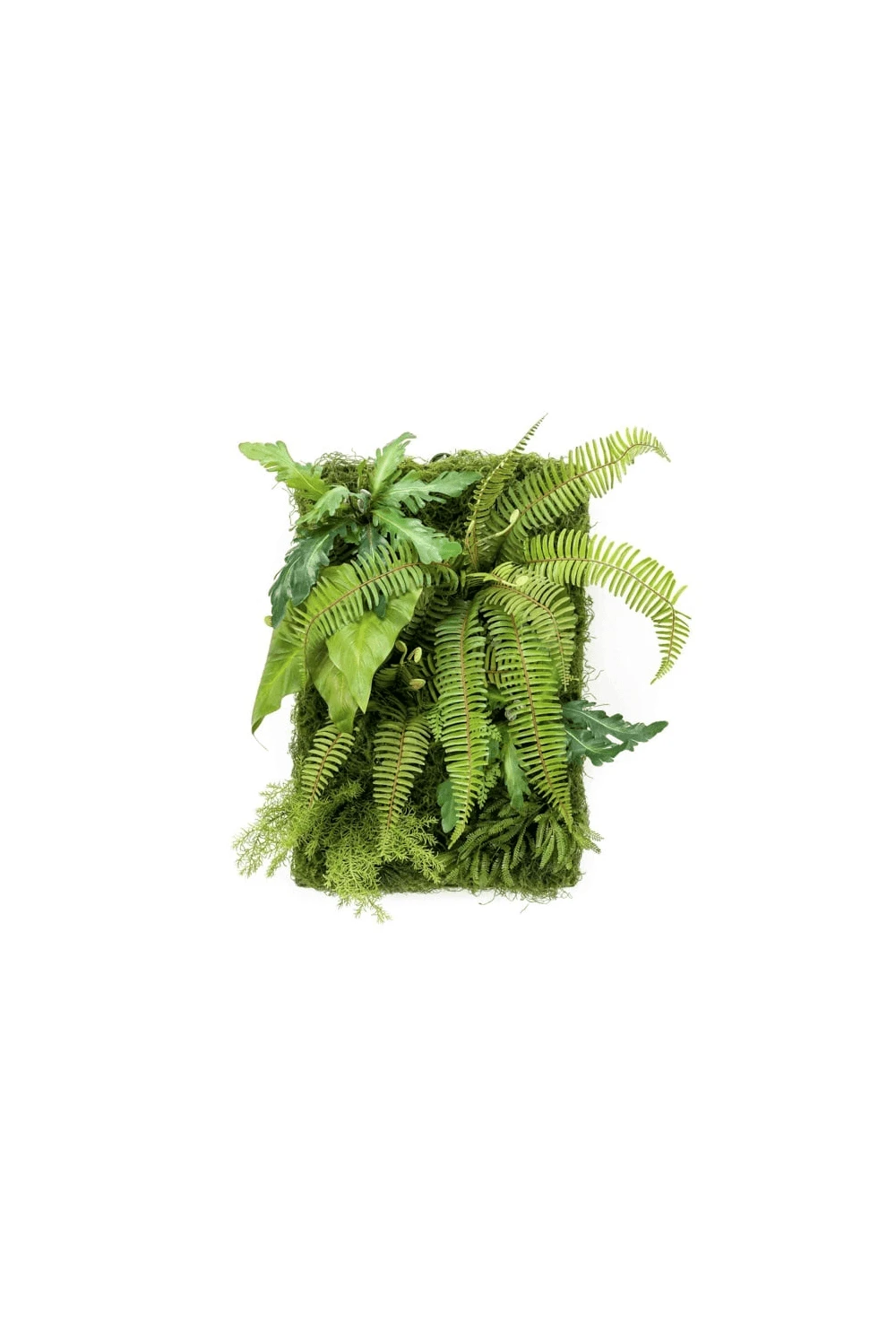 Artificial Living Wall Fern Panel 60cm X 40cm 3 Artificial Living Wall Fern Panel 60cm X 40cm