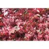 Artificial Living Wall Red Maple UV
