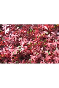 Artificial Living Wall Red Maple UV
