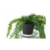Artificial Lycopodium 70cm 1 Artificial Lycopodium 70cm -Artificial Plant Shop the artificial plants shop artificial lycopodium 70cm p725 1668 image
