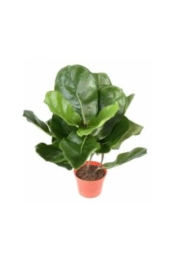 Artificial Lyrata Succulent Mini 44cm