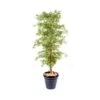 Artificial Maple Tree Light Foliage 2 Artificial Maple Tree Light Foliage -Artificial Plant Shop the artificial plants shop artificial maple tree light foliage p137 346 image