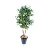 Artificial Multi Stem Lemon Tree -Artificial Plant Shop the artificial plants shop artificial multi stem lemon tree p96 240 image