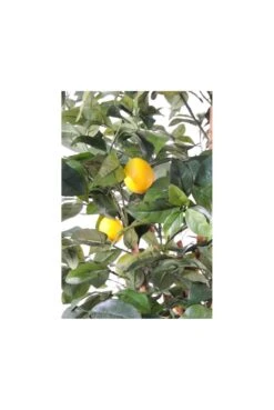 Artificial Multi Stem Lemon Tree -Artificial Plant Shop the artificial plants shop artificial multi stem lemon tree p96 242 image