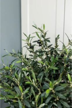 Artificial Olive Bush -Artificial Plant Shop the artificial plants shop artificial olive bush p108 2488 zoom