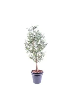 Artificial Olive Multi-Slim Trunk Tree -Artificial Plant Shop the artificial plants shop artificial olive multi slim trunk tree p115 291 image