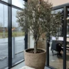 Artificial Olive Tree With Artificial Stem -Artificial Plant Shop the artificial plants shop artificial olive tree with artificial stem p874 2445 image