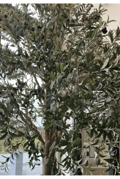 Artificial Olive Tree With Artificial Stem -Artificial Plant Shop the artificial plants shop artificial olive tree with artificial stem p874 2446 image