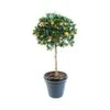 Artificial Orange Head Tree 1 Artificial Orange Head Tree -Artificial Plant Shop the artificial plants shop artificial orange head tree p119 300 image