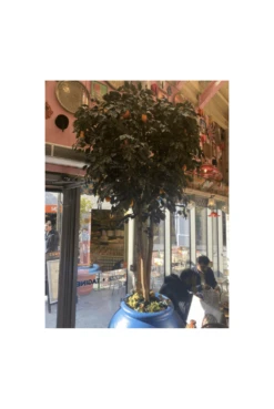 Artificial Orange Multi-Branch Tree 9 Artificial Orange Multi-Branch Tree -Artificial Plant Shop the artificial plants shop artificial orange multi branch tree p116 2286 image