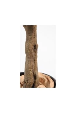 Artificial Orange Tree 210cm 7 Artificial Orange Tree 210cm -Artificial Plant Shop the artificial plants shop artificial orange tree 210cm p400 893 image