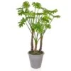 Artificial Potted Fern -Artificial Plant Shop the artificial plants shop artificial potted fern p546 1320 image