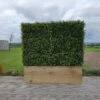Artificial Ready Made Boxwood Hedge In Timber Trough -Artificial Plant Shop the artificial plants shop artificial ready made boxwood hedge in timber trough p879 2072 image