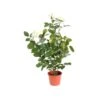 Artificial Rose Bush White -Artificial Plant Shop the artificial plants shop artificial rose bush white p332 753 image