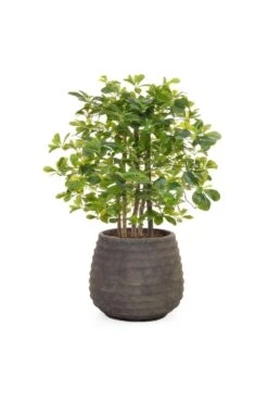 Artificial Schefflera Arrangement - Taupe Base
