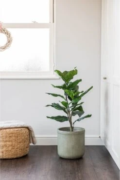 Artificial Single Stem Fiddle Tree -Artificial Plant Shop the artificial plants shop artificial single stem fiddle tree p591 2366 image