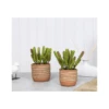 Artificial Succulent Plant Potted In Terracotta Base