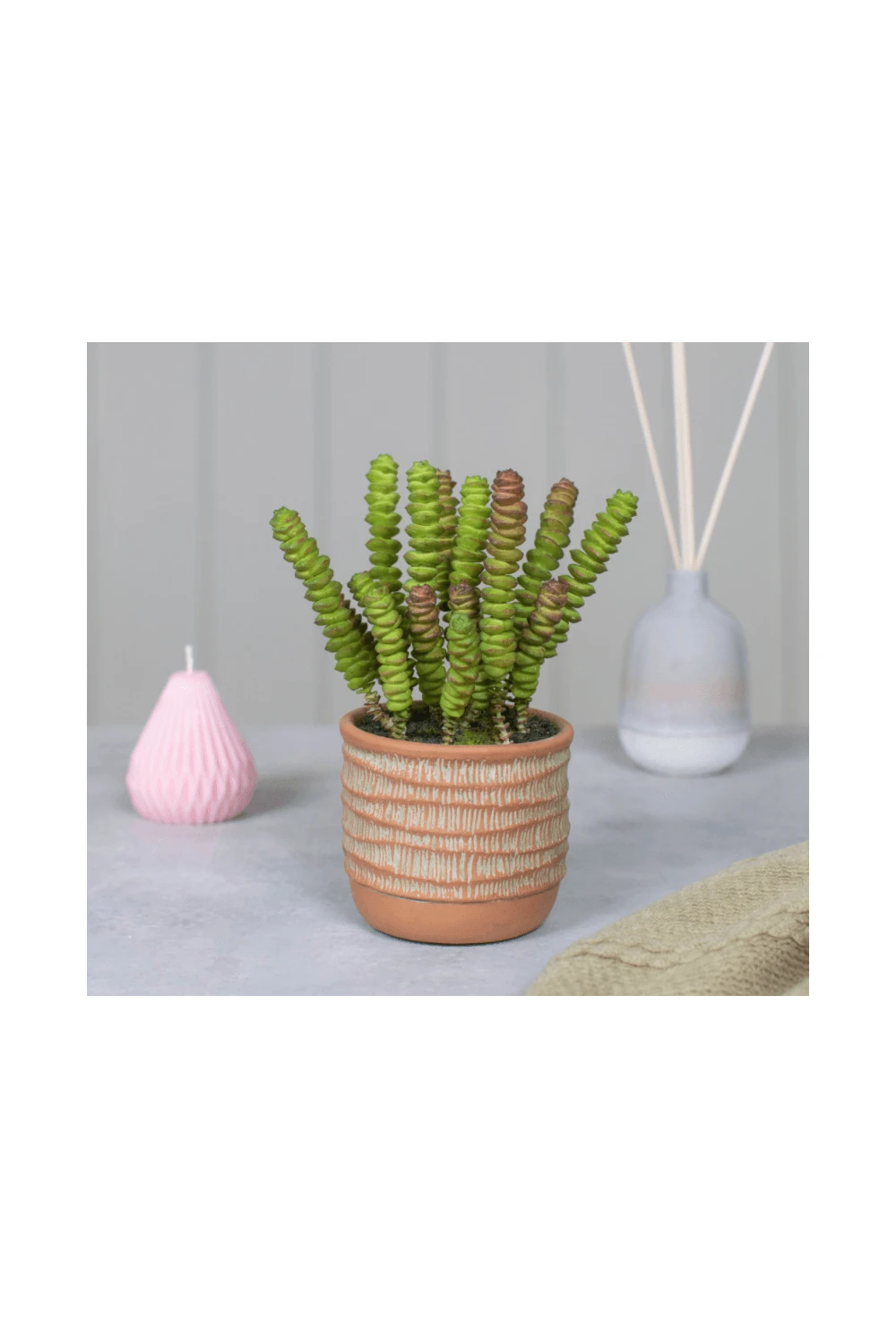 Artificial Succulent Plant Potted In Terracotta Base 4 Artificial Succulent Plant Potted In Terracotta Base - Image 2