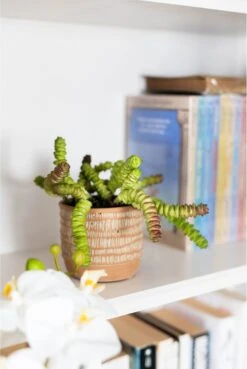 Artificial Succulent Plant Potted In Terracotta Base 7 Artificial Succulent Plant Potted In Terracotta Base -Artificial Plant Shop the artificial plants shop artificial succulent plant potted in terracotta base p759 2604 image