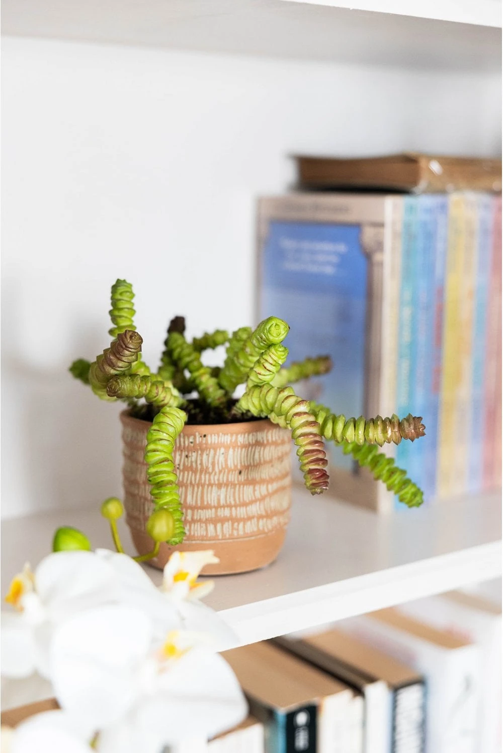 Artificial Succulent Plant Potted In Terracotta Base 5 Artificial Succulent Plant Potted In Terracotta Base - Image 3