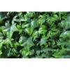 Artificial UV Living Wall Panel Green Ivy 2 Artificial UV Living Wall Panel Green Ivy -Artificial Plant Shop the artificial plants shop artificial uv living wall panel green ivy p775 1762 zoom