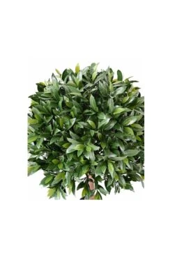 Artificial UV Protected Bay Laurel Bushes 13 Artificial UV Protected Bay Laurel Bushes -Artificial Plant Shop the artificial plants shop artificial uv protected bay laurel bushes p82 2259 image