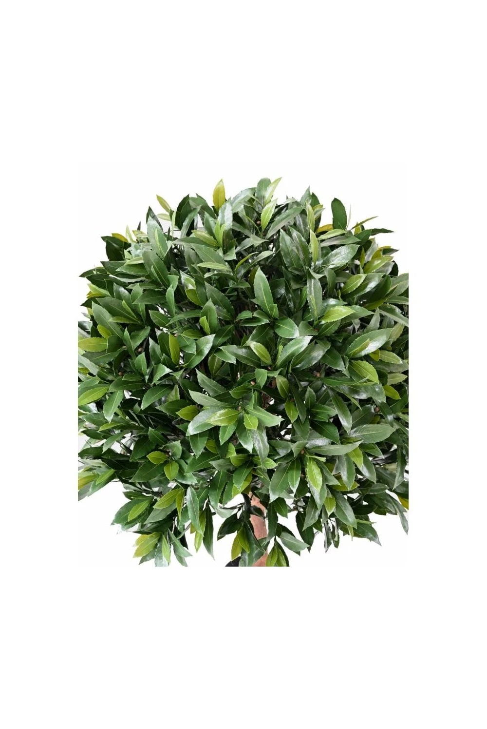 Artificial UV Protected Bay Laurel Bushes 6 Artificial UV Protected Bay Laurel Bushes - Image 4