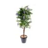 Artificial Wisteria Multi-stem Trees White & Yellow -Artificial Plant Shop the artificial plants shop artificial wisteria multi stem trees white yellow p339 763 image