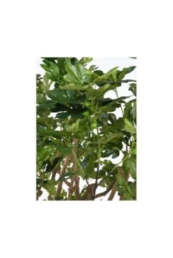 Full Size Artificial Fig Tree 2.6m -Artificial Plant Shop the artificial plants shop full size artificial fig tree 2 6m p93 233 image