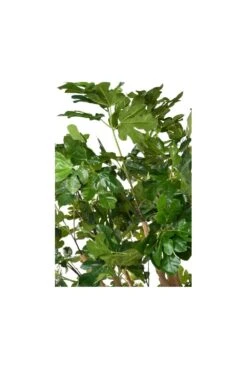 Full Size Artificial Fig Tree 2.6m -Artificial Plant Shop the artificial plants shop full size artificial fig tree 2 6m p93 234 image