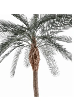 Green Artificial Phoenix Of 280 Cm Wide Trunk UV Protected -Artificial Plant Shop the artificial plants shop green artificial phoenix of 280 cm wide trunk uv protected p881 2080 image