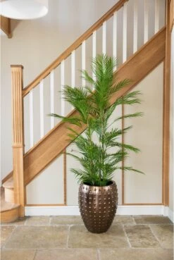 Laos Gold Emperor Planter