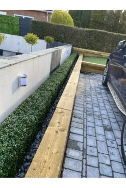 Ready Made UV Boxwood Hedges