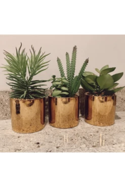 Succulents In Copper Pots