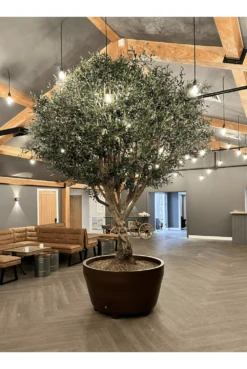 Unique Artificial Olive Tree - Exquisite Quality With Genuine Olive Trunk